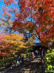 毎年恒例、円覚寺の紅葉散歩