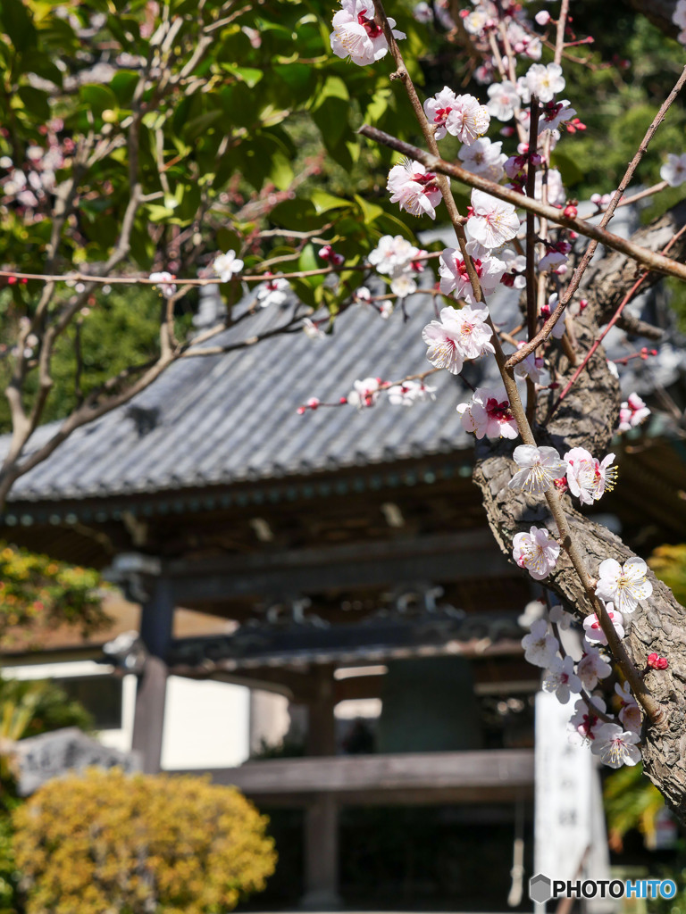 お寺の春