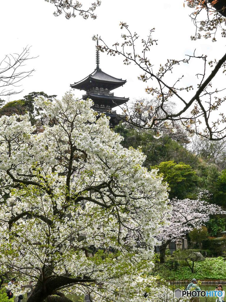 46日前