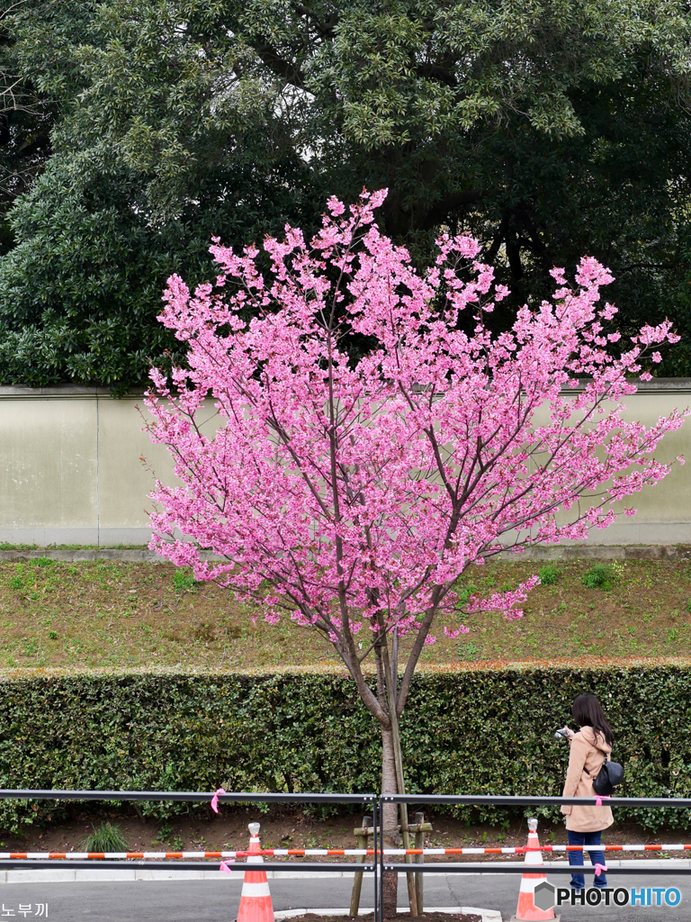 それぞれのお花見 北の丸公園-2