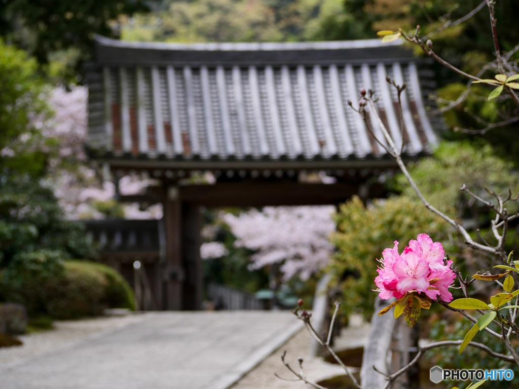4月3日 浄妙寺