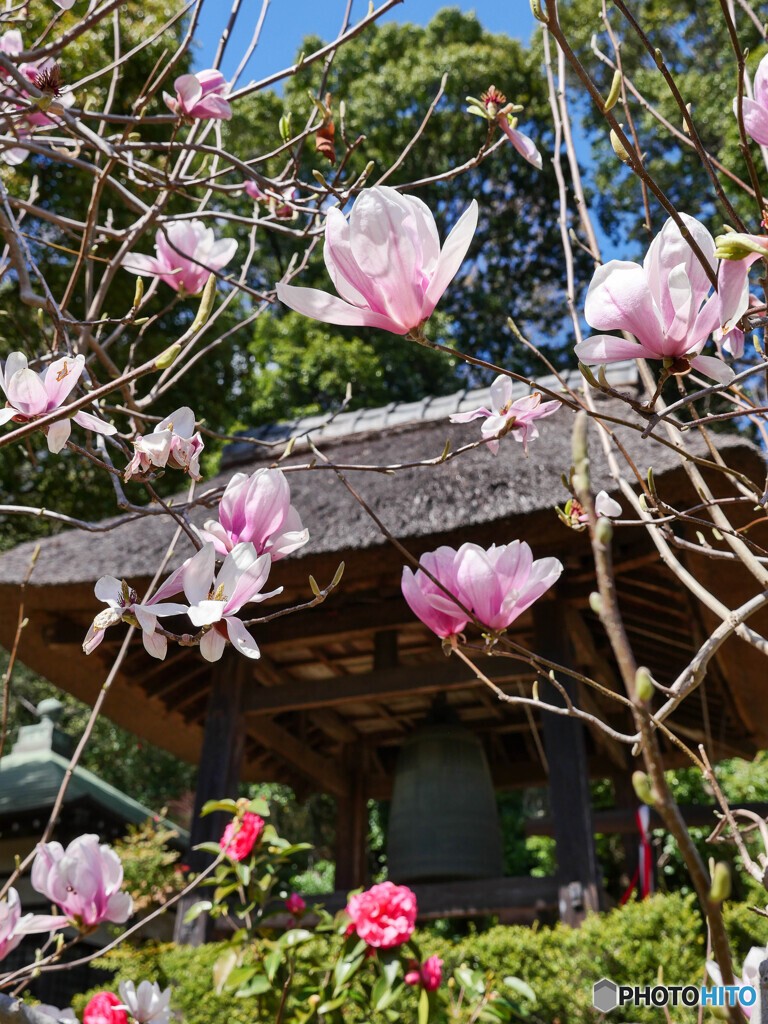 花の名前に疎い私