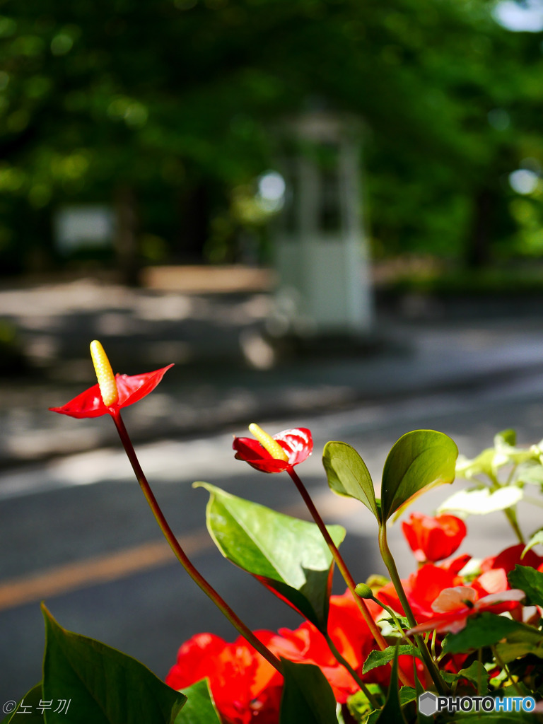 花撮り挑戦中