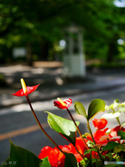 花撮り挑戦中