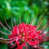 長谷寺の彼岸花