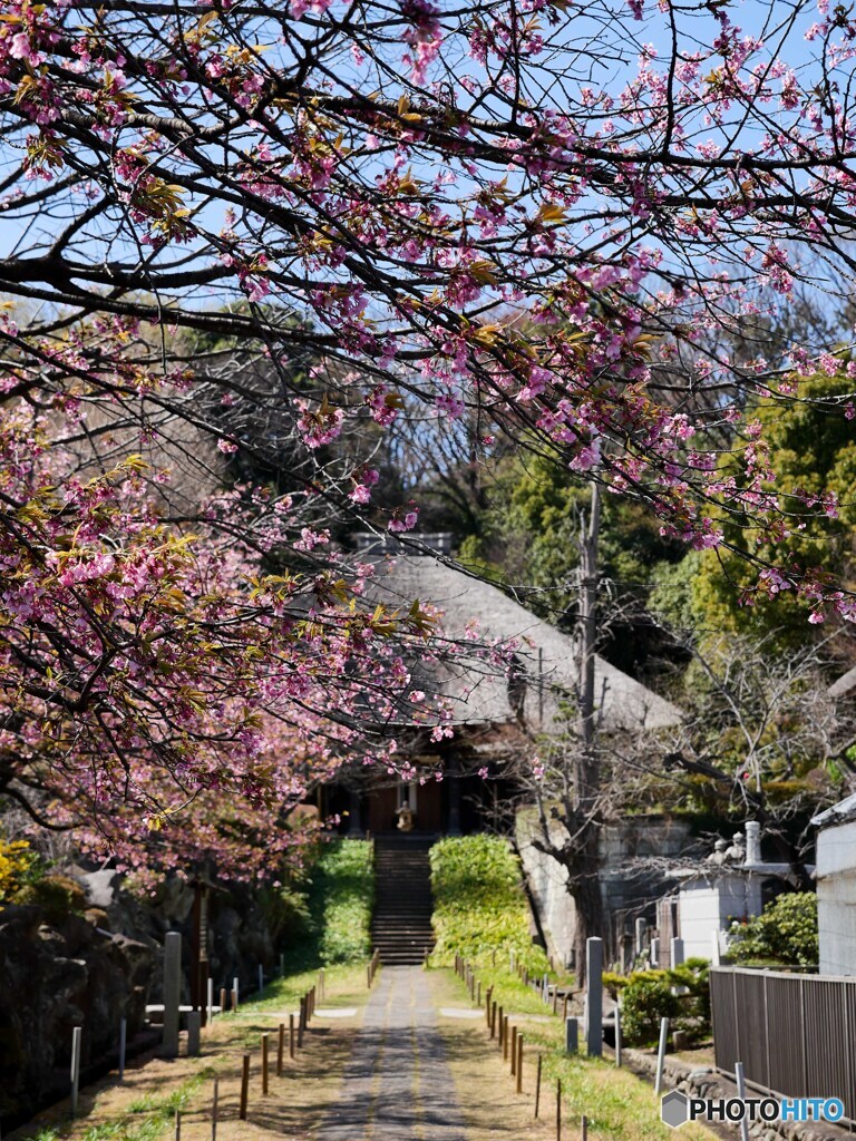 お寺の春