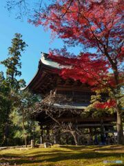 毎年恒例、円覚寺の紅葉散歩