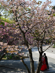 4月3日 妙本寺