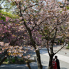 4月3日 妙本寺