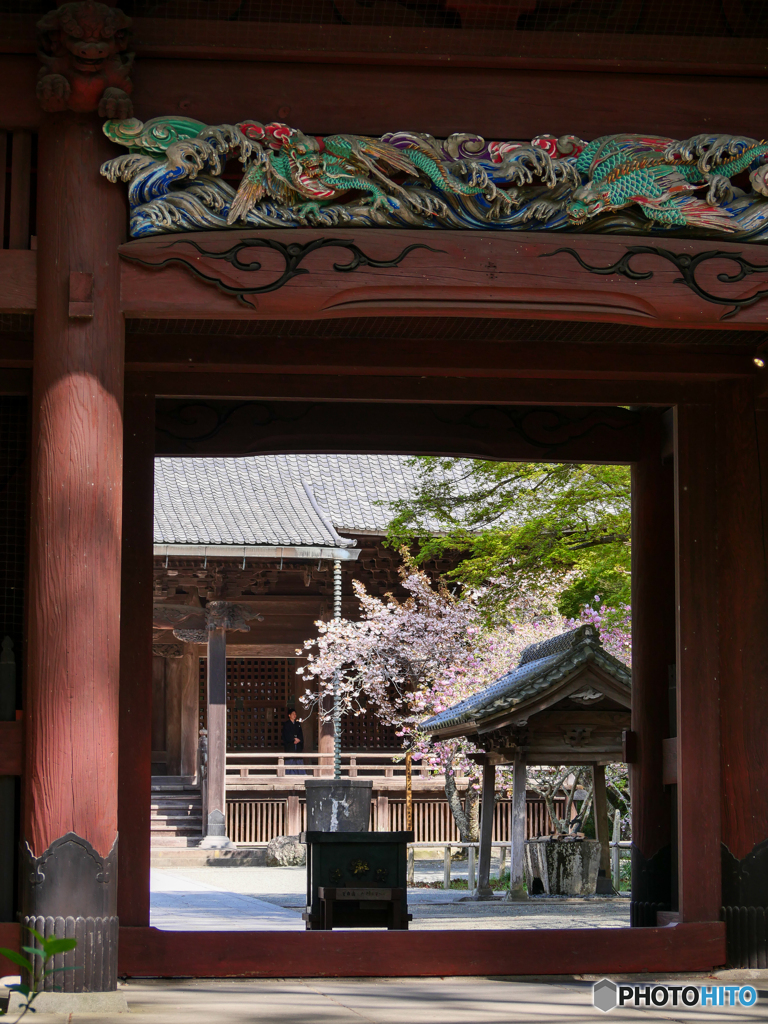 お花見の想い出