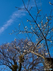 空を眺めてカメラを思う