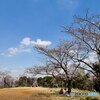 うらやましいお花見