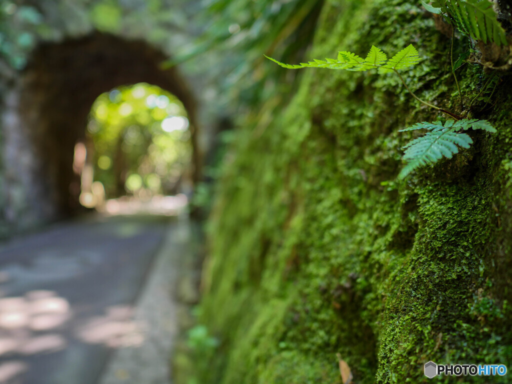鎌倉文学館 苔のトンネル