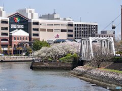 これぞ横浜なサクラ-2