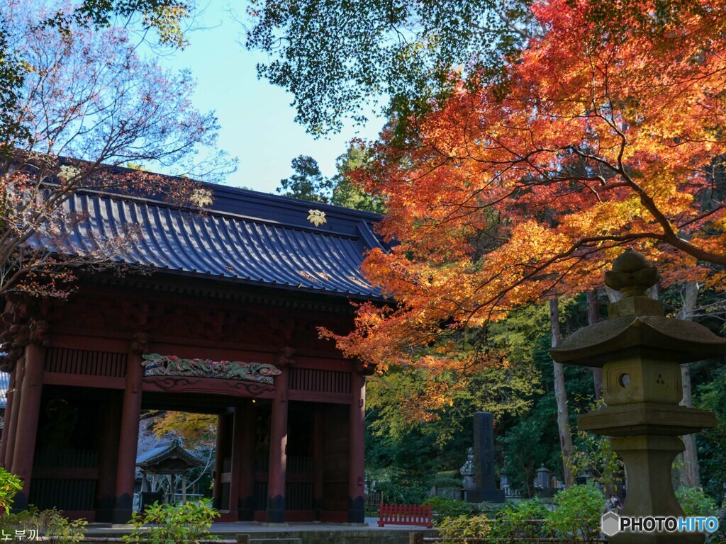 また来年も 妙本寺