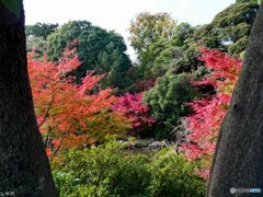 野毛山公園