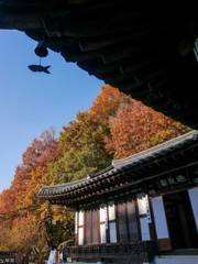 三ッ池公園コリア庭園 横浜-1