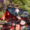 よりみち