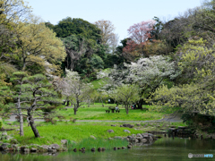 それぞれのお花見