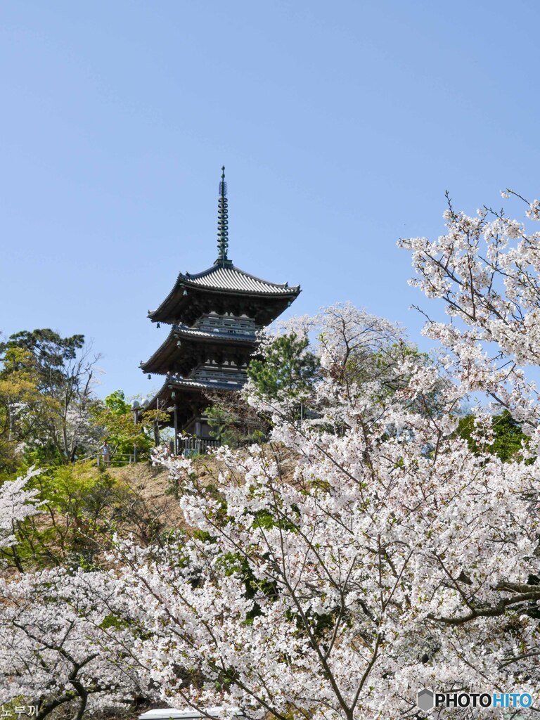 これぞ三渓園なサクラ-4