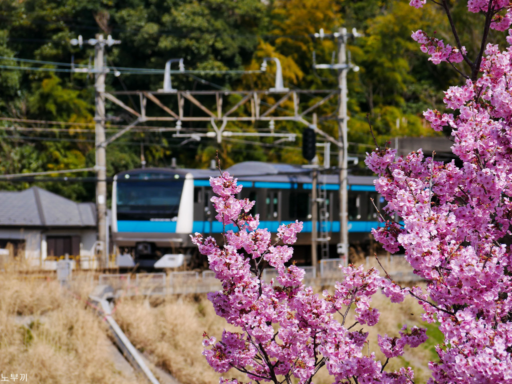 春は桜に乗って
