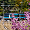 春は桜に乗って