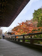 鎌倉 妙本寺-8