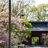 4月3日 妙本寺