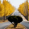 韓国 慶州 いちょう-2