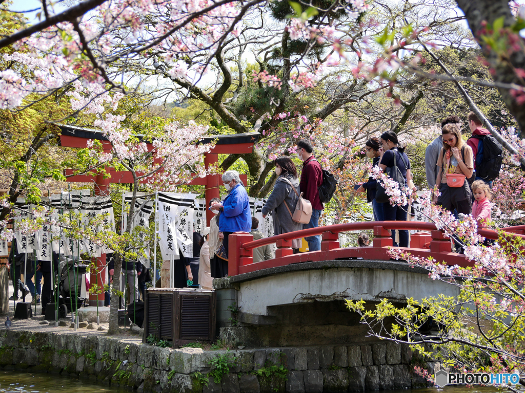 4月3日 鶴岡八幡宮
