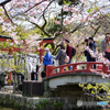 4月3日 鶴岡八幡宮