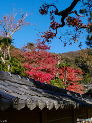 今年もスタートは円覚寺