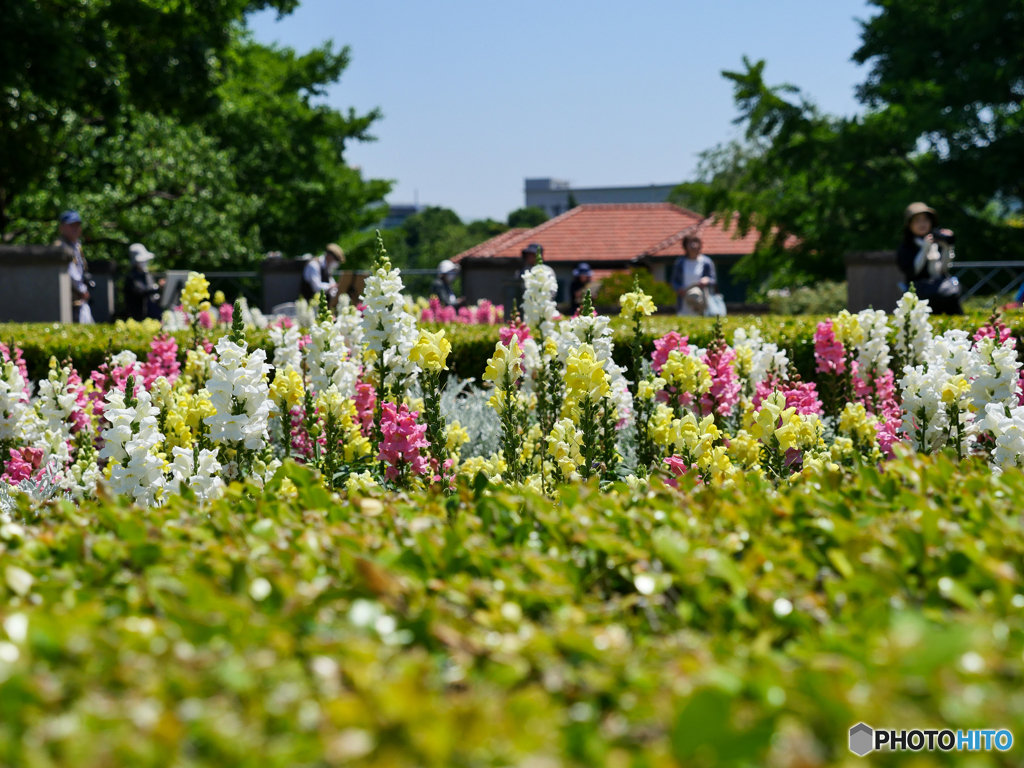 思い思いの花言葉