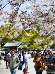 4月3日 鶴岡八幡宮