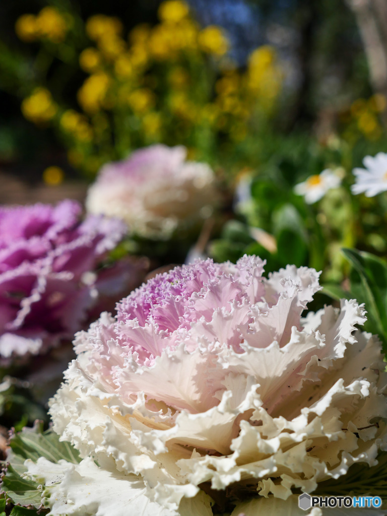菜の花が待ってるよ