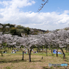 それぞれのお花見
