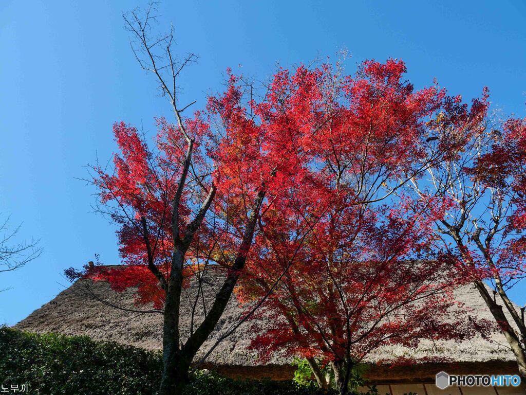 休園日の日本民家園