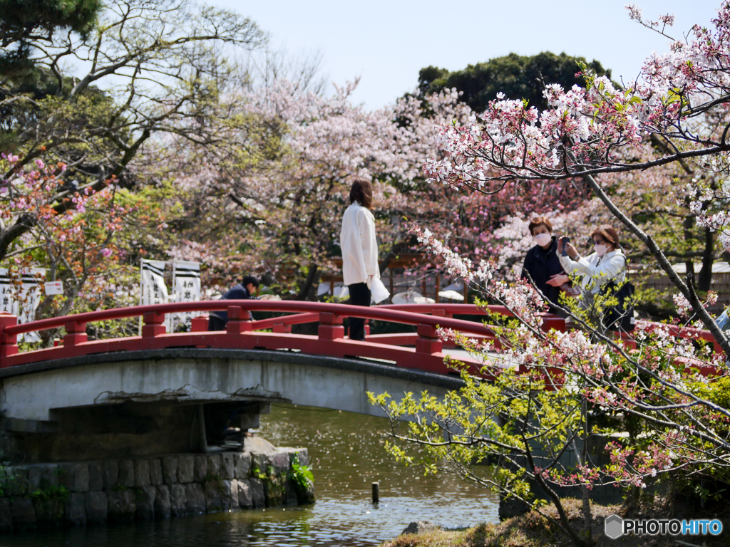 4月3日 鶴岡八幡宮