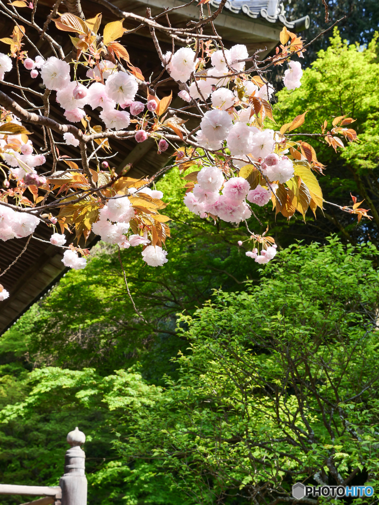 お花見の想い出