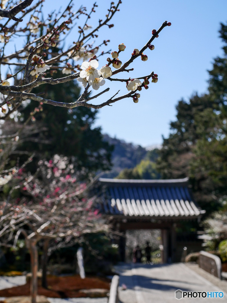 浄妙寺さん