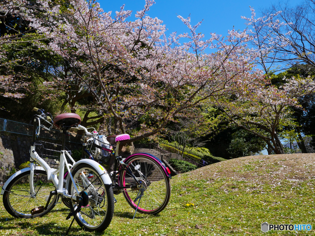 ホントに今日でお別れです-桜の置手紙
