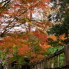 鎌倉 妙本寺-2