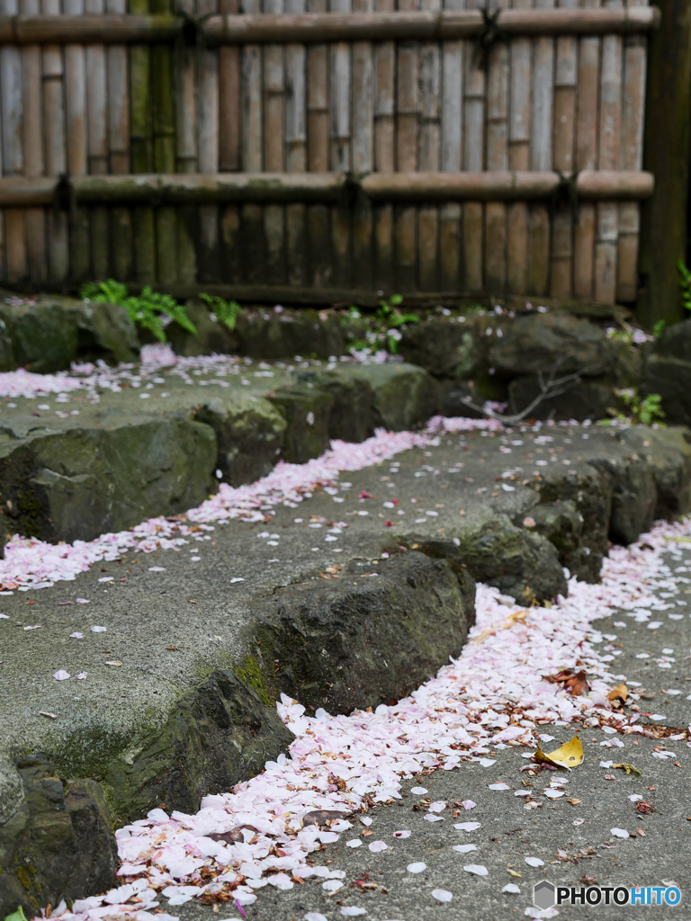 4月3日 浄妙寺