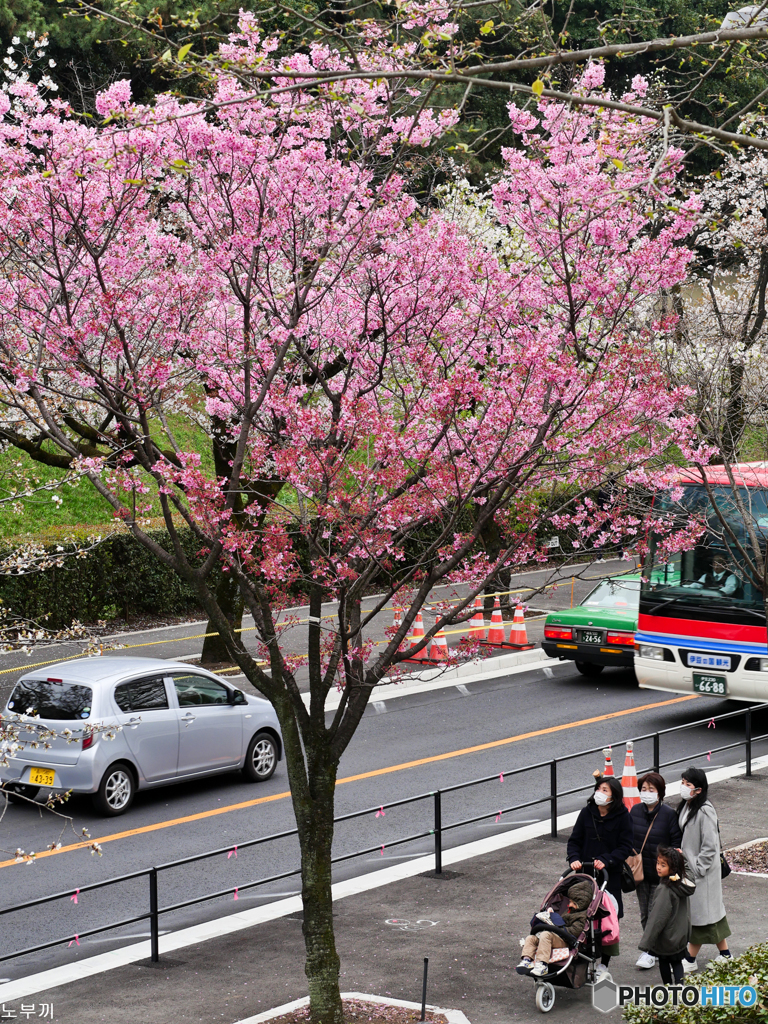 それぞれのお花見 北の丸公園-4