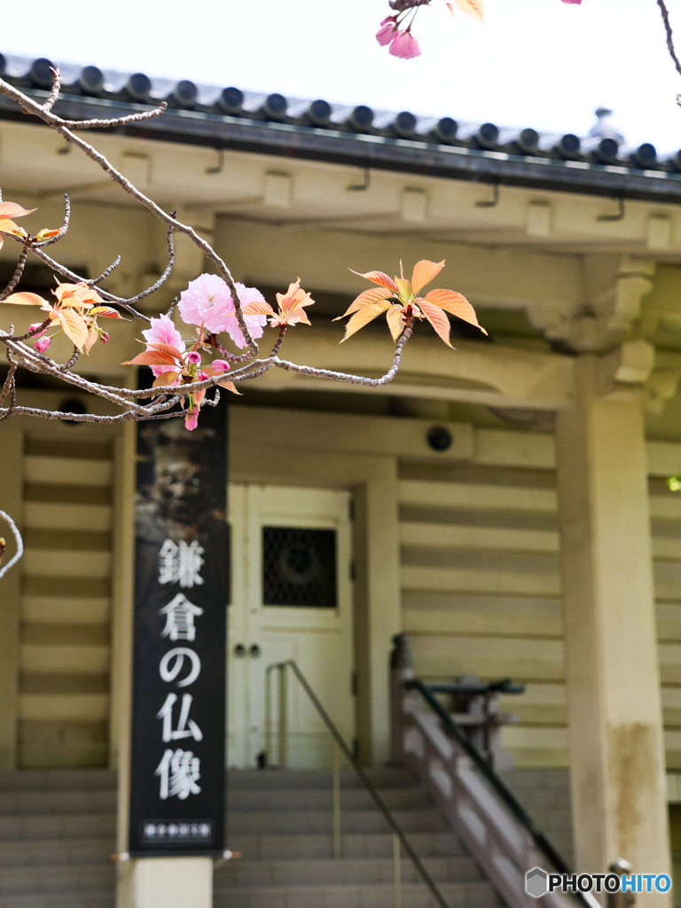 4月3日 鶴岡八幡宮
