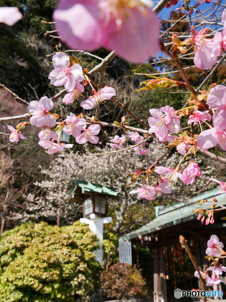 桜梅コラボ