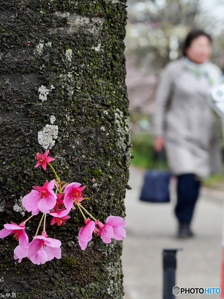 それぞれのお花見 北の丸公園-3