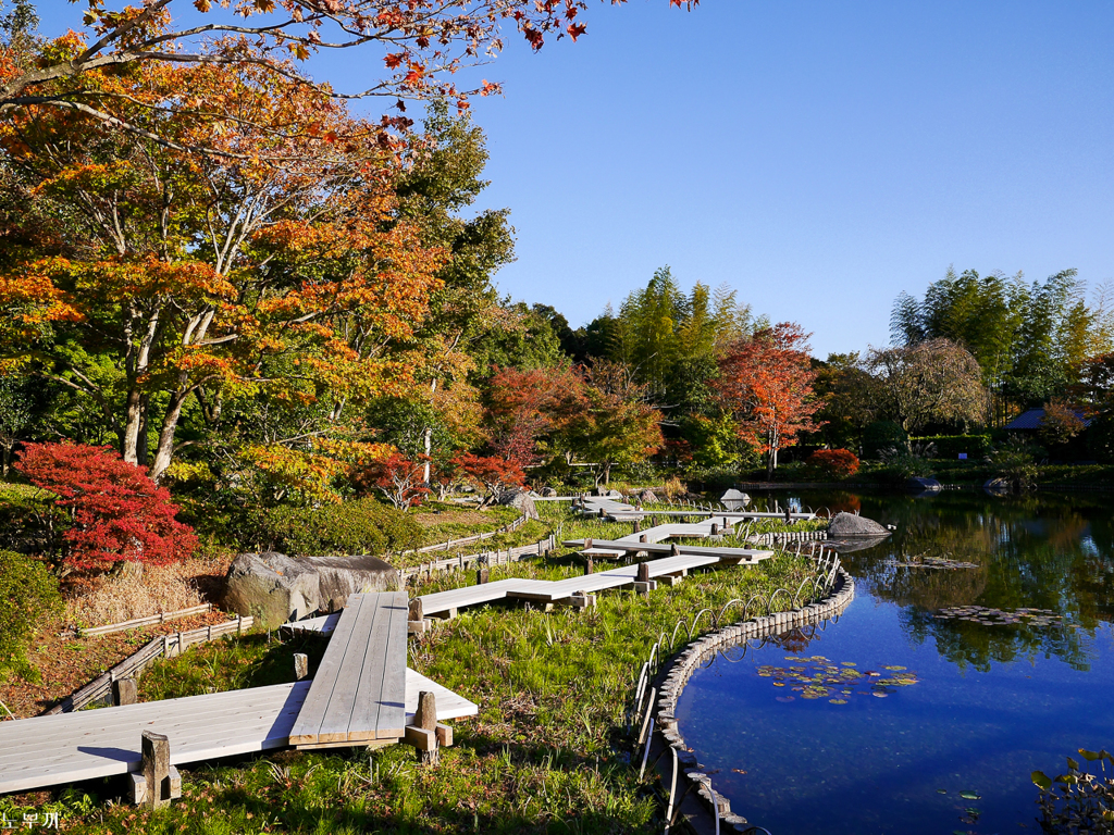 東京も色づき始め-昭和記念公園-2