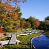 東京も色づき始め-昭和記念公園-2