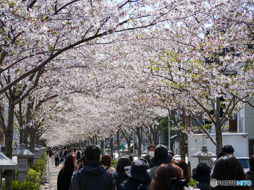 4月3日 段葛